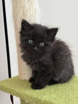 Iris -  Domestic Short Hair Cat for Adoption in Wyoming, Michigan - Iris | PetCurious