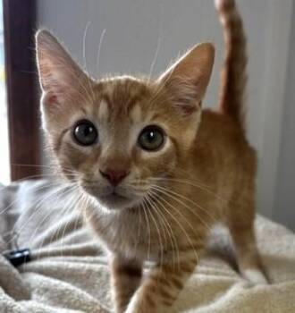 Beauregard -  Domestic Short Hair Cat for Adoption in Lafayette, Louisiana - Beauregard | PetCurious