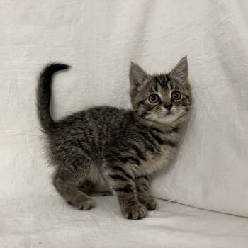 Rescue Domestic Short Hair Cats for Adoption in Lyndhurst, Virginia - Scrambles | PetCurious