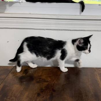 Drax -  Domestic Short Hair Cat for Adoption in Bloomington, Illinois - Drax | PetCurious