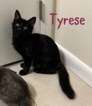 Tyrese -  Domestic Medium Hair Cat for Adoption in Ruskin, Florida - Tyrese | PetCurious