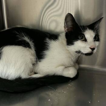 Tamisra -  Domestic Short Hair and Mixed Breed Cat for Adoption in Spruce Pine, North Carolina - Tamisra | PetCurious