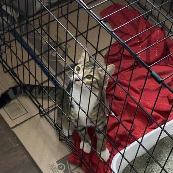 Flaco -  Domestic Short Hair Cat for Adoption in Tulsa, Oklahoma - Flaco | PetCurious