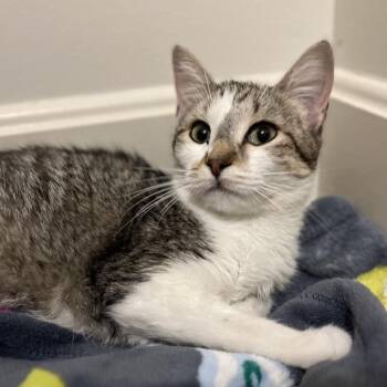 Silver -  Domestic Short Hair Cat for Adoption in Overland Park, Kansas - Silver | PetCurious