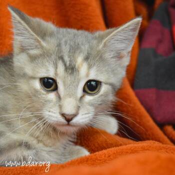 Frida Kahlo -  Domestic Short Hair Cat for Adoption in Cheyenne, Wyoming - Frida Kahlo | PetCurious