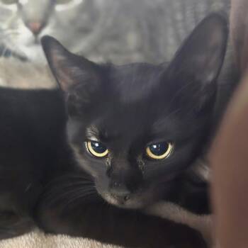 Boo -  Domestic Short Hair Cat for Adoption in Waldorf, Maryland - Boo | PetCurious