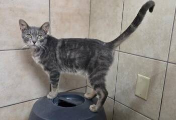 Rescue Domestic Short Hair Cats for Adoption in Rossville, Tennessee - Fable | PetCurious