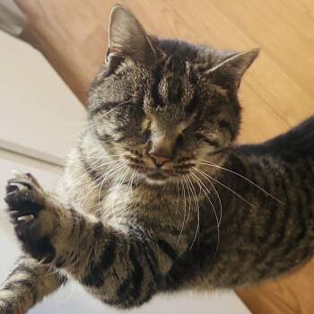 Henrietta -  Domestic Short Hair Cat for Adoption in Stoughton, Wisconsin - Henrietta | PetCurious