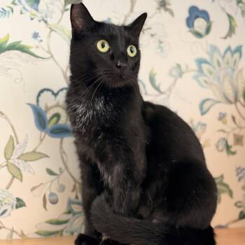 Miss Adams -  Domestic Short Hair Cat for Adoption in Los Angeles, California - Miss Adams | PetCurious