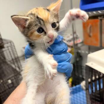 Tide -  Domestic Short Hair Cat for Adoption in Philadelphia, Pennsylvania - Tide | PetCurious