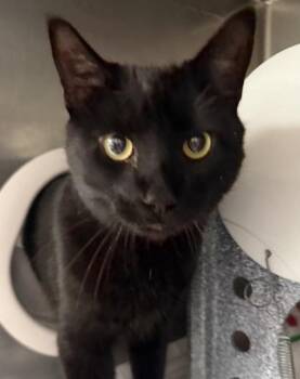 Domestic Short Hair Cats Available for Adoption - Batman The Second | PetCurious