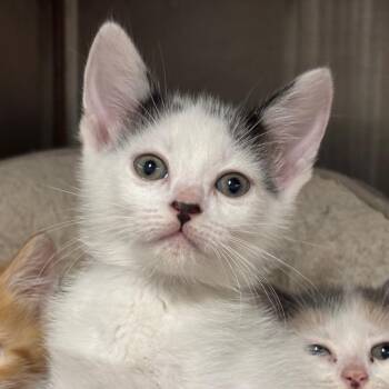 Othello -  Domestic Medium Hair and Domestic Short Hair Cat for Adoption in League City, Texas - Othello | PetCurious