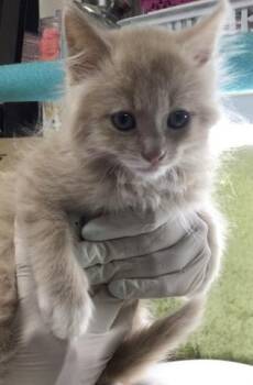 ASTER -  Domestic Short Hair Cat for Adoption in Riverside, California - ASTER | PetCurious