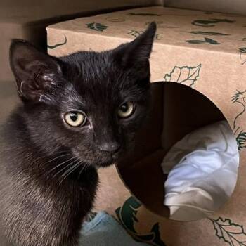 Nantucket [grey collar] -  Domestic Short Hair Cat for Adoption in Baltimore, Maryland - Nantucket [grey Collar] | PetCurious