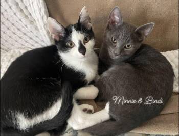 Bindi and Minnie -  Domestic Short Hair and Russian Blue Cat for Adoption in Washington Township, New Jersey - Bindi And Minnie | PetCurious