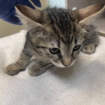 Ebru -  Domestic Short Hair Cat for Adoption in Pasadena, California - Ebru | PetCurious