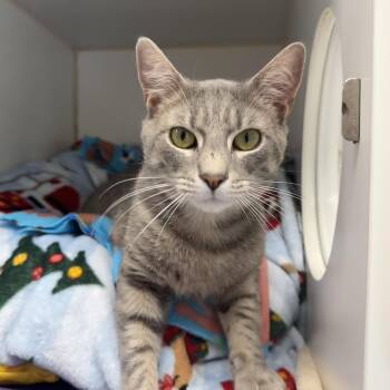 Theo -  Domestic Short Hair Cat for Adoption in Reisterstown, Maryland - Theo | PetCurious