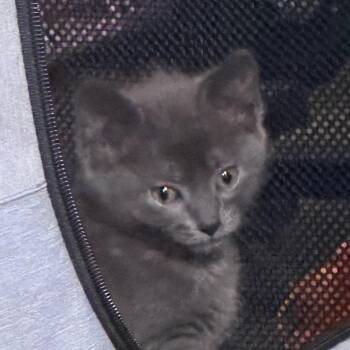 Domestic Short Hair Cats Available for Adoption in Hernando, Mississippi - Georgia Blue | PetCurious