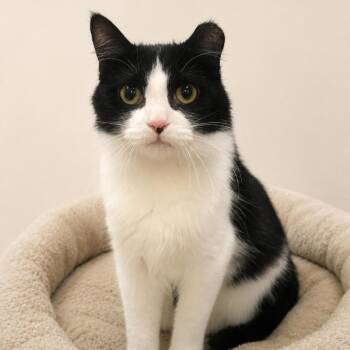 Maisie -  Domestic Short Hair Cat for Adoption in Redwood Falls, Minnesota - Maisie | PetCurious