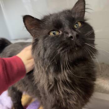 Domestic Long Hair Cats Available for Adoption in Saint Charles, Missouri - Shadow | PetCurious