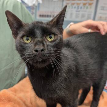 Caterpillar -  Domestic Short Hair Cat for Adoption in New Castle, Delaware - Caterpillar | PetCurious