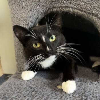 Eogan -  Domestic Short Hair Cat for Adoption in Brighton, Missouri - Eogan | PetCurious