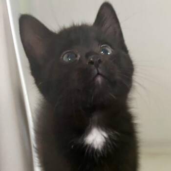 Yang -  Domestic Short Hair Cat for Adoption in Charles City, Iowa - Yang | PetCurious
