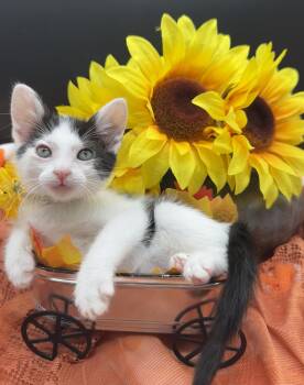 Penny -  Domestic Medium Hair Cat for Adoption in Huntington Beach, California - Penny | PetCurious