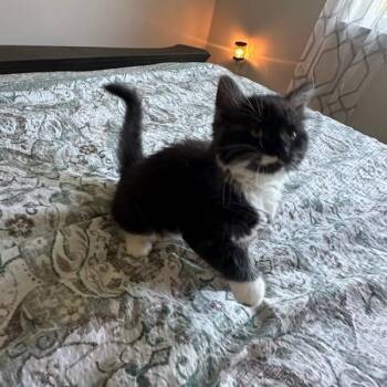 Jessica -  Domestic Long Hair Cat for Adoption in Melbourne, Kentucky - Jessica | PetCurious
