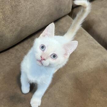 Sizzle Ehlers -  Domestic Short Hair Cat for Adoption in Morrison, Colorado - Sizzle Ehlers | PetCurious