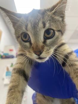 Rescue Domestic Short Hair Cats for Adoption in Hartsville, South Carolina - Willow | PetCurious