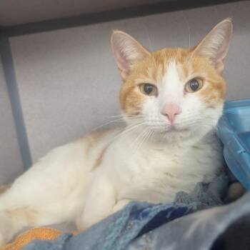 Little Honey -  Domestic Short Hair Cat for Adoption in Evansville, Indiana - Little Honey | PetCurious