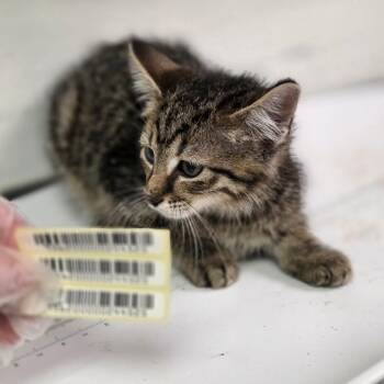 Fragilistic -  Domestic Long Hair Cat for Adoption in Charleston, West Virginia - Fragilistic | PetCurious