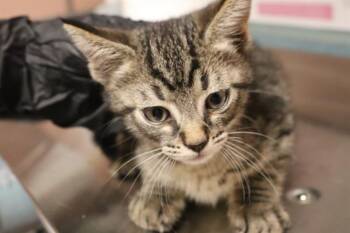TEA -  Domestic Short Hair Cat for Adoption in Columbia, South Carolina - TEA | PetCurious
