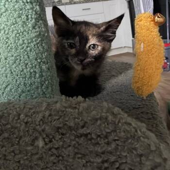 Emily Bronte -  Domestic Short Hair Cat for Adoption in San Antonio, Texas - Emily Bronte | PetCurious