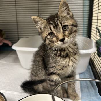 Rescue Domestic Short Hair Cats for Adoption in Huntsville, Alabama - Tootsie | PetCurious