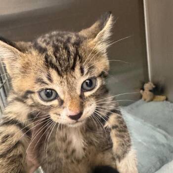 Juliet -  Domestic Short Hair Cat for Adoption in Tampa, Florida - Juliet | PetCurious