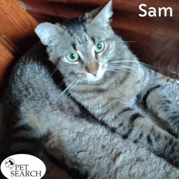 Rescue Domestic Short Hair Cats for Adoption in Washington, Pennsylvania - Sam | PetCurious