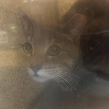 Domestic Short Hair Cats Available for Adoption in Philadelphia, Pennsylvania - Quadeer | PetCurious