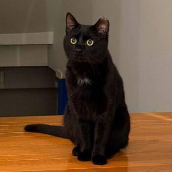 Domestic Short Hair Cats Available for Adoption - Midnight Alonso | PetCurious