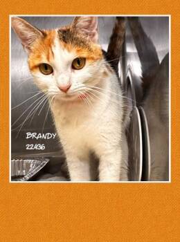 BRANDY -  Domestic Short Hair Cat for Adoption in Marietta, Georgia - BRANDY | PetCurious