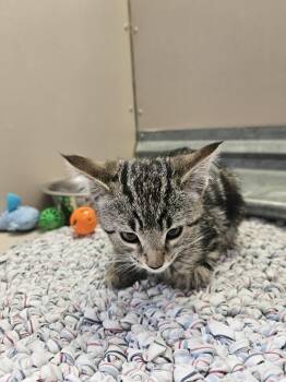 Domestic Short Hair Cats Available for Adoption in Elko, Nevada - Spike Lee 61060639 | PetCurious