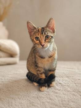 Paisley -  Calico and Domestic Short Hair Cat for Adoption in Pineville, Louisiana - Paisley | PetCurious