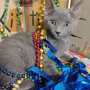 twilight russian mix f hand raised -  Russian Blue and Domestic Short Hair Cat for Adoption in Phoenix, Arizona - Twilight Russian Mix F Hand Raised | PetCurious