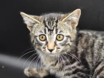 Zoodle -  Domestic Short Hair Cat for Adoption in Portland, Oregon - Zoodle | PetCurious