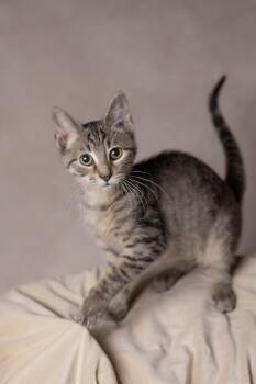 Wolfy -  Domestic Short Hair Cat for Adoption in Muncie, Indiana - Wolfy | PetCurious