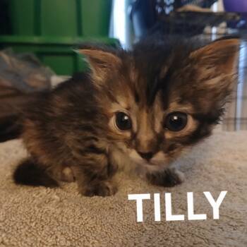Rescue Domestic Short Hair Cats for Adoption in Baytown, Texas - Tilly | PetCurious