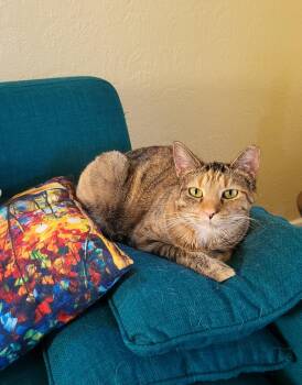 Bits -  Domestic Short Hair Cat for Adoption in Dayton, Ohio - Bits | PetCurious