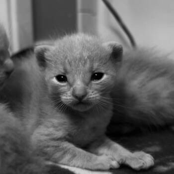 Domestic Short Hair Cats Available for Adoption in Durango, Colorado - Suds | PetCurious