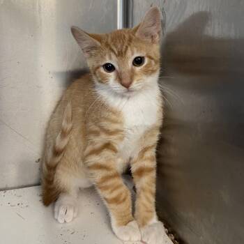 Mike -  Domestic Short Hair Cat for Adoption in Wappingers Falls, New York - Mike | PetCurious